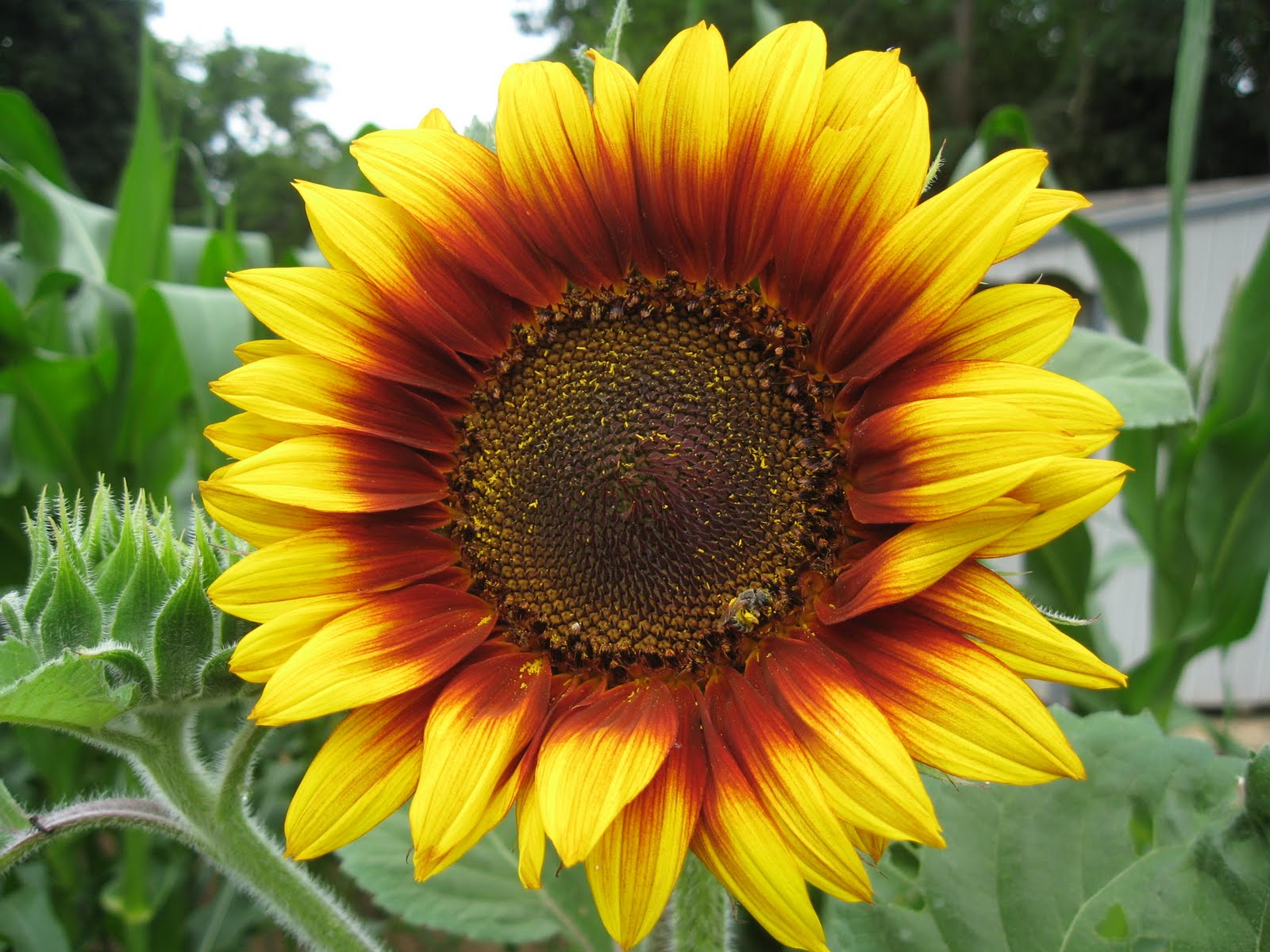 Home Joys Frugal Gardening Tip 3 Grow Annual Flowers from Seed