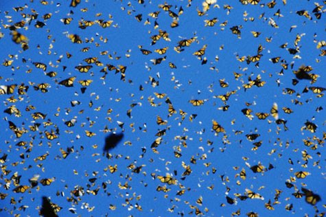 [Monarch+butterflies+in+flight.jpg]