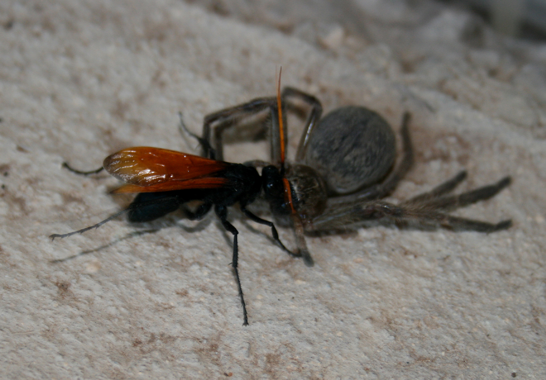 [tarantula-hawk.jpg]