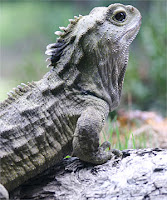 TheRieFins: Hewan-hewan Berumur Panjang