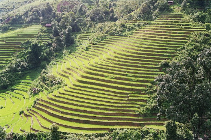 terraced ricefield