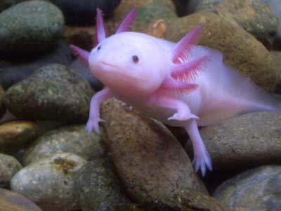 Ikan Aneh Yang Memiliki Kaki | Foto Unik & Aneh
