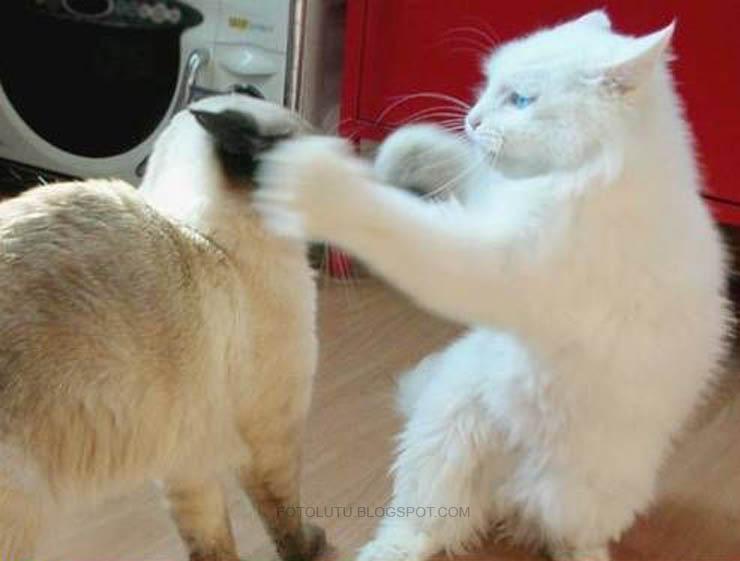 Kucing Lagi Tinju Kucing Lagi Tinju