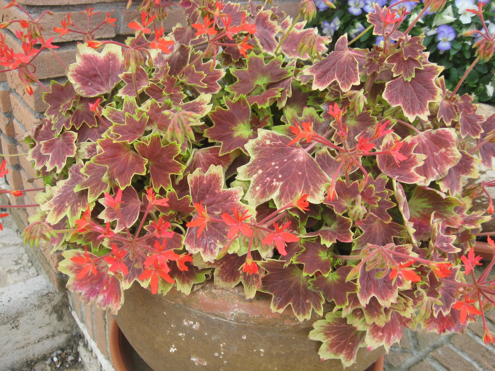 Under an Olive Tree Early June flower pictures...