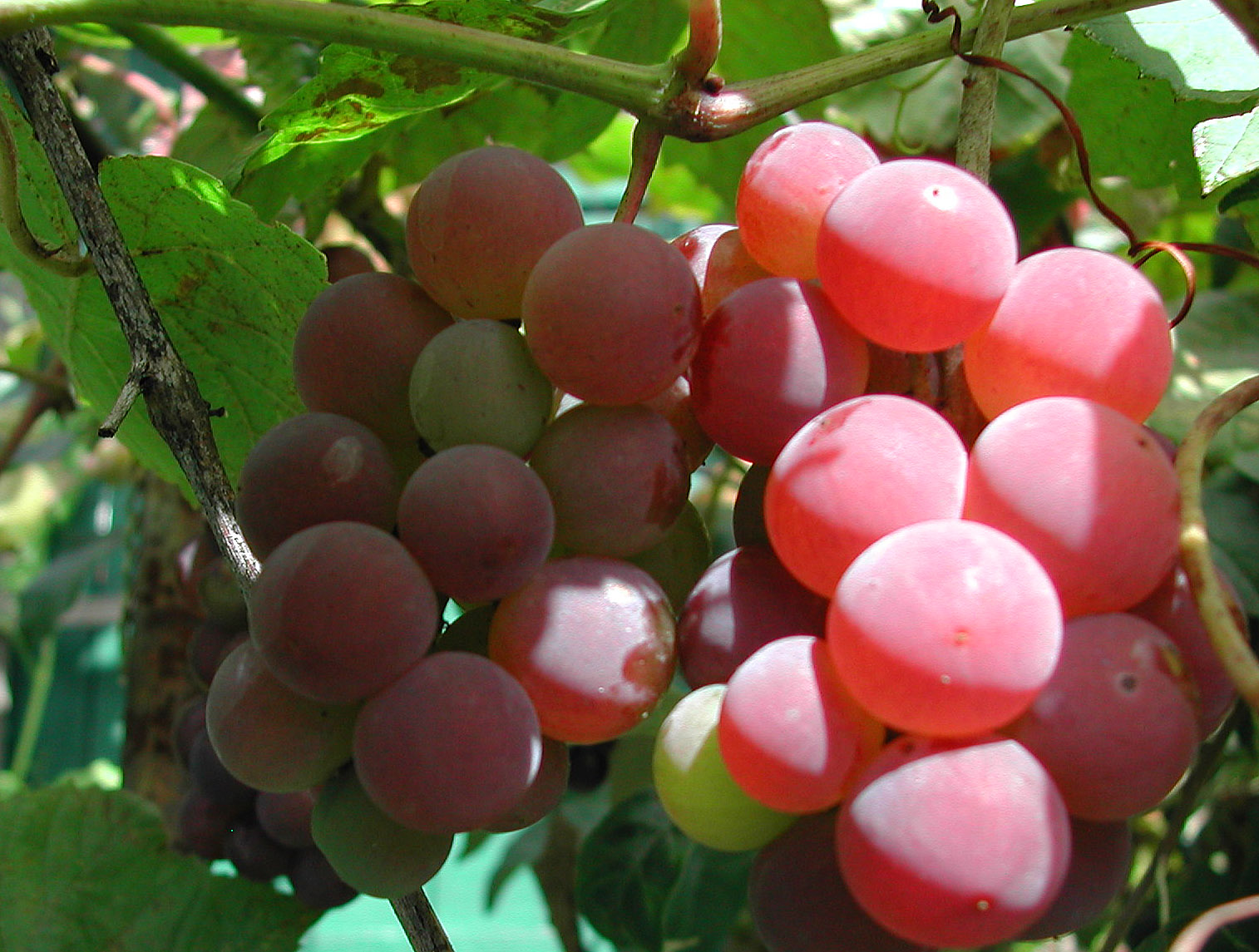 ShutterWi Fruit crops are coming in. Some good and some not so good.