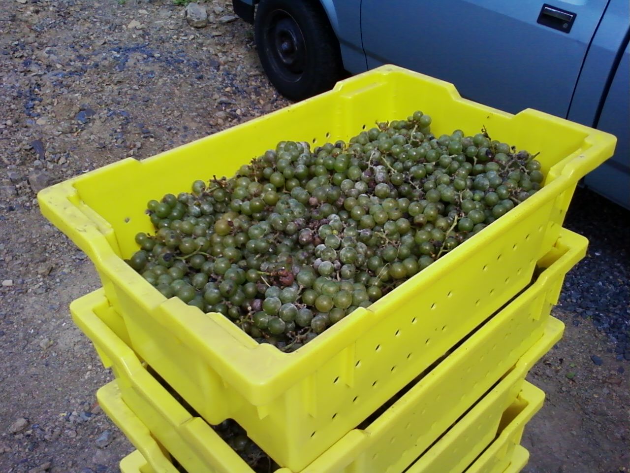 [grapes+at+HC+Winery.jpg]