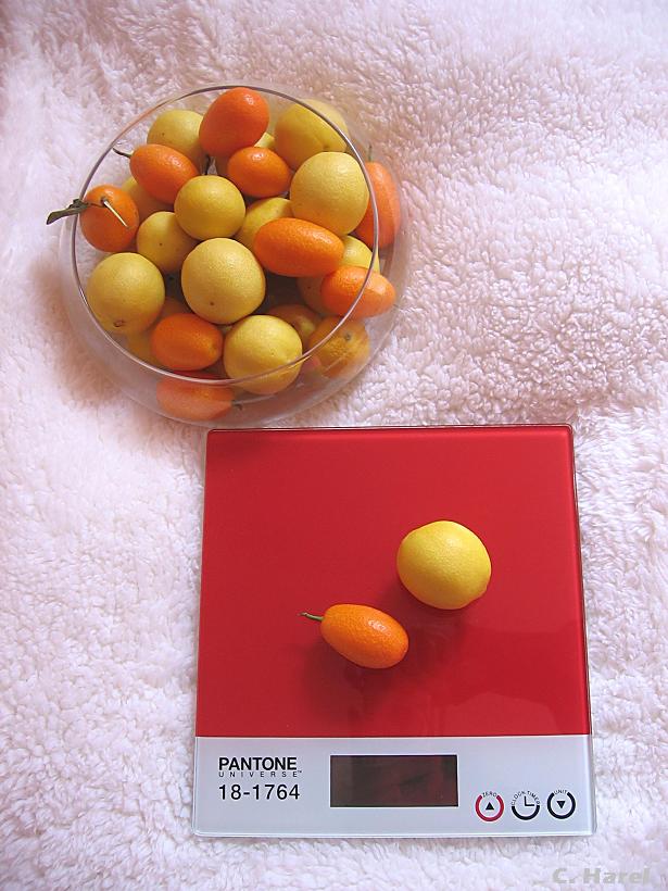 [Copy+of+IMG_1058.JPG]