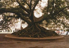 [arbol-recoleta.gif]
