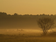 Zonopgang Weerterbos