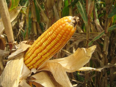 photo courtesy USDA