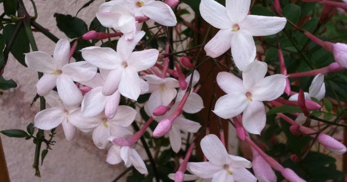 Kind hearts are a garden: Jasminum polyanthum - Pink Jasmine