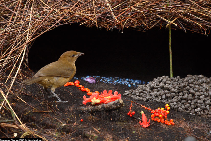 ajorbahman s collection male bowerbirds decorate to find ajorbahman s collection male bowerbirds decorate to find