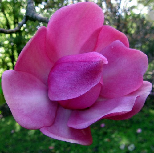 AJORBAHMAN'S COLLECTION: Magnolia Flower