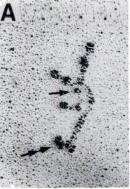 [laminin3[1].jpg]