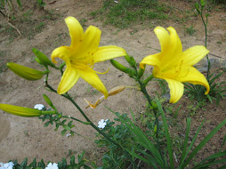 Look like daffodils