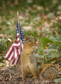 [USA+squirrel.jpg]