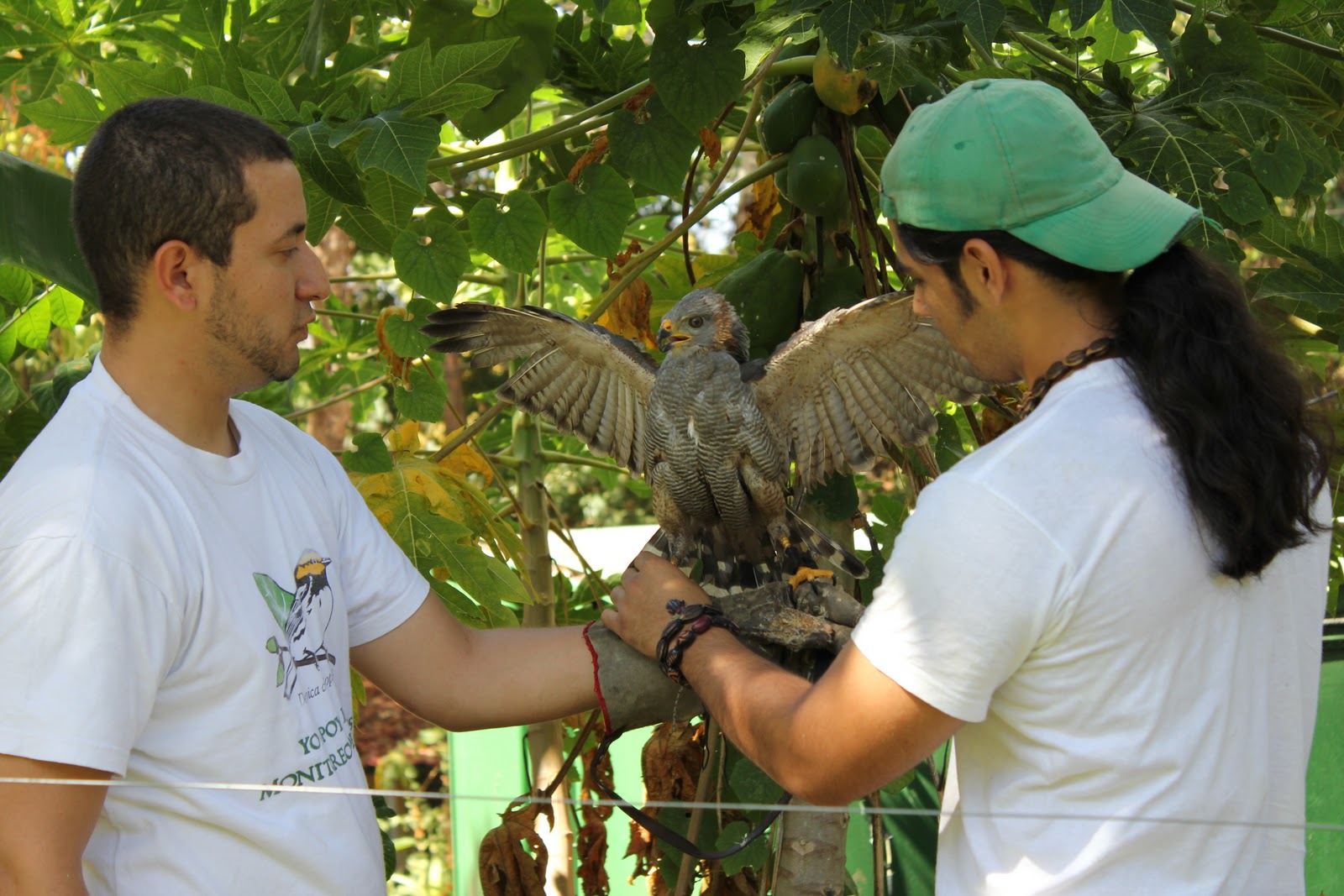 Buteo Nitidus