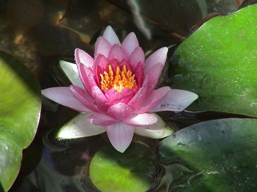 Water Lily Drawing Water Lily Drawing