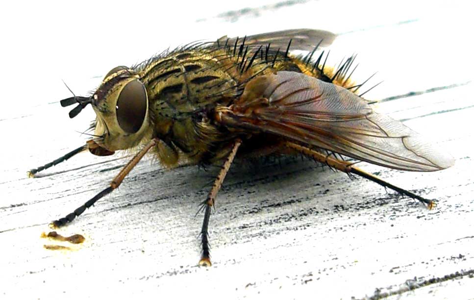 Blast from the Past: Flies and