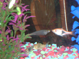 Ghost Catfish