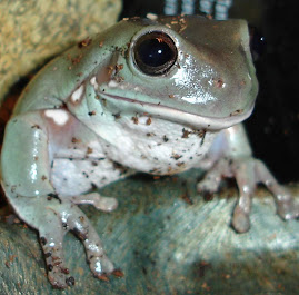 White's Tree Frog