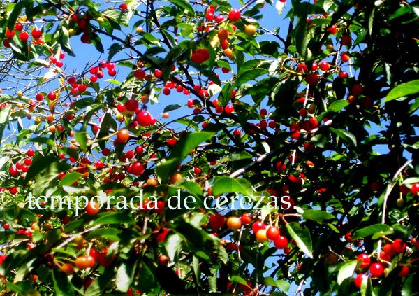 Temporada de cerezas.