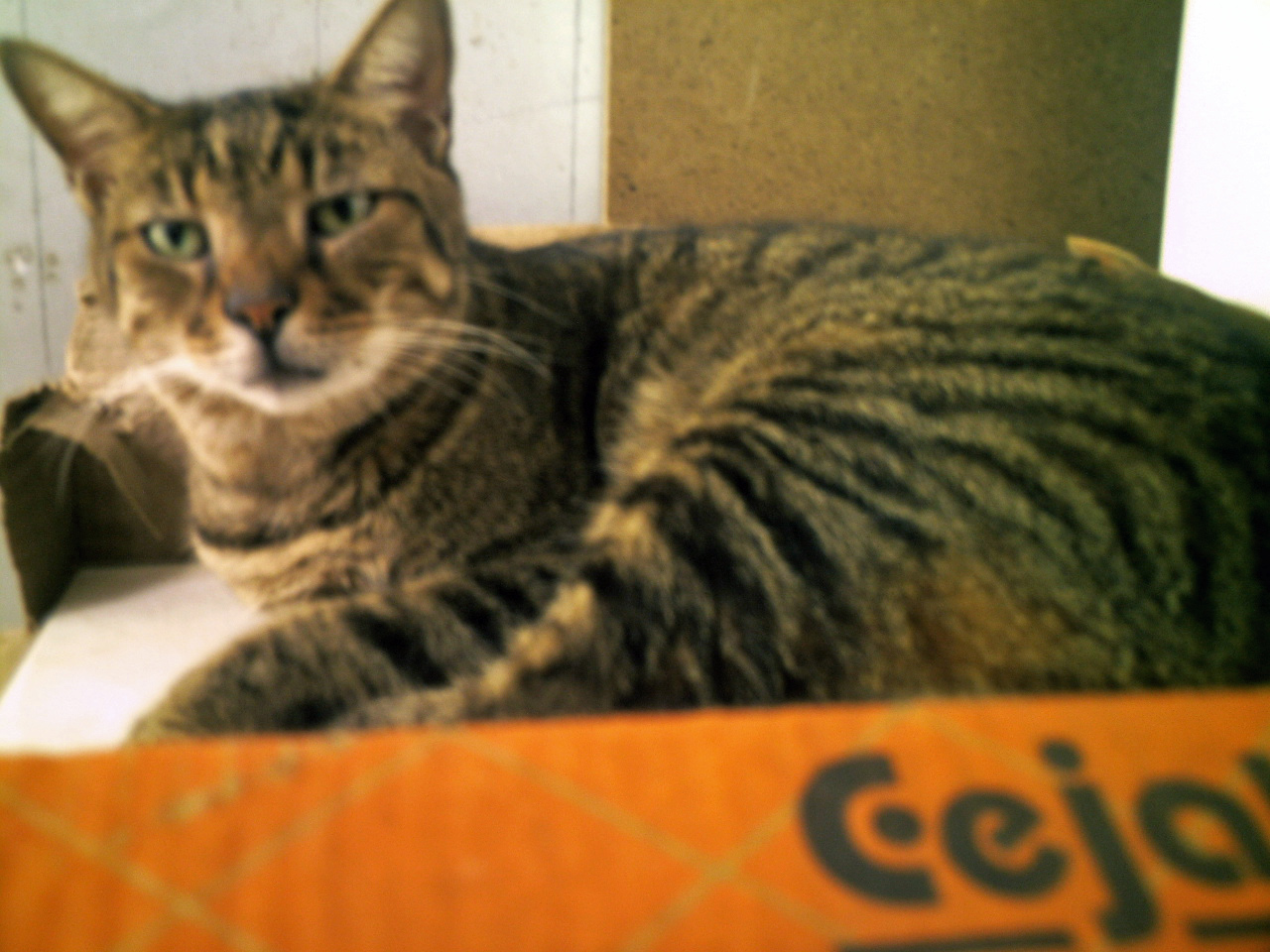 [Stryp0_Tilez-6.JPG]