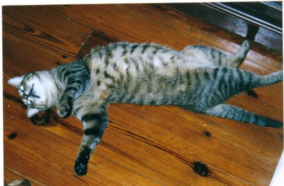 [strypes+the+cat.jpg]