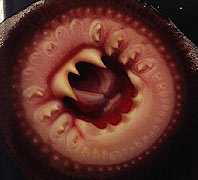 [RapeX-lamprey.jpg]