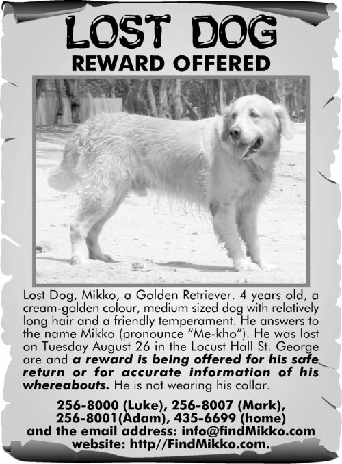 [lostdog.jpeg]