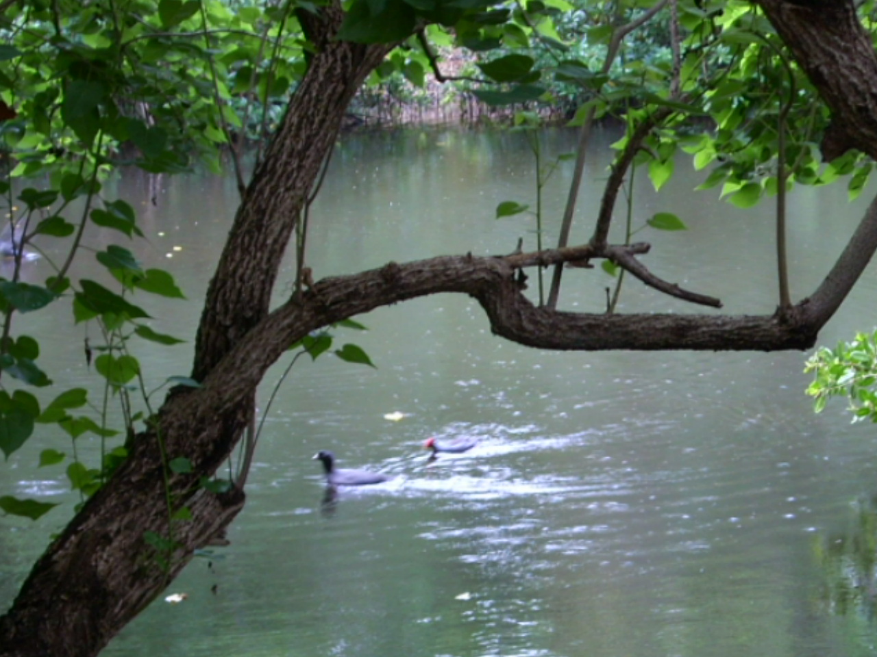 [Graeme-Hall+135.jpg]