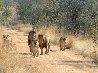Wild Life Safari Tour
