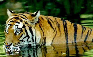 Wild Life Safari Tour