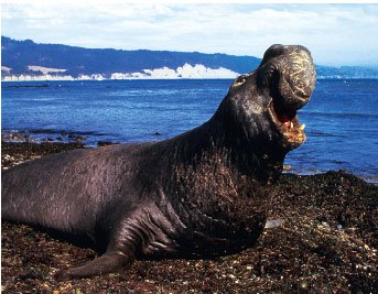 [elephant_seal.jpg]