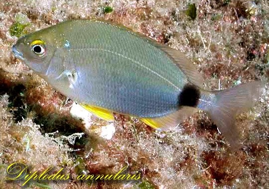 DENiZLER EFSANESi iSPARi iSPAROZ SPARAILLON