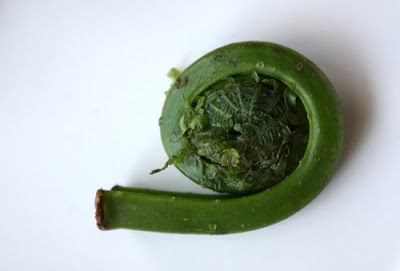 fiddlehead ferns