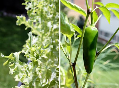 Balcony garden lettuce and jalapeno