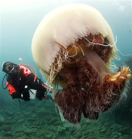 Meter Besar Payung Meronda Dasar Laut Jala Menangkap Ikan Meter Besar Payung Meronda Dasar Laut Jala Menangkap Ikan