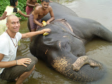 Banho e limpeza de uma elefanta chamada Sunita num rio em Kerala perto de Trissur