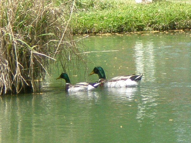 [Duck+And+New+Friend+At+Creekside+CG.JPG]