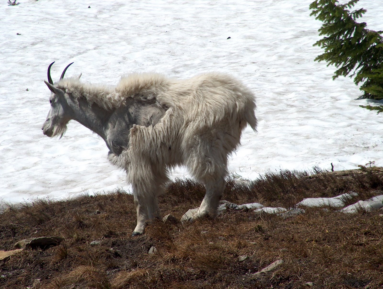 [Mountain+Goat+That+Charged+Scotty.JPG]
