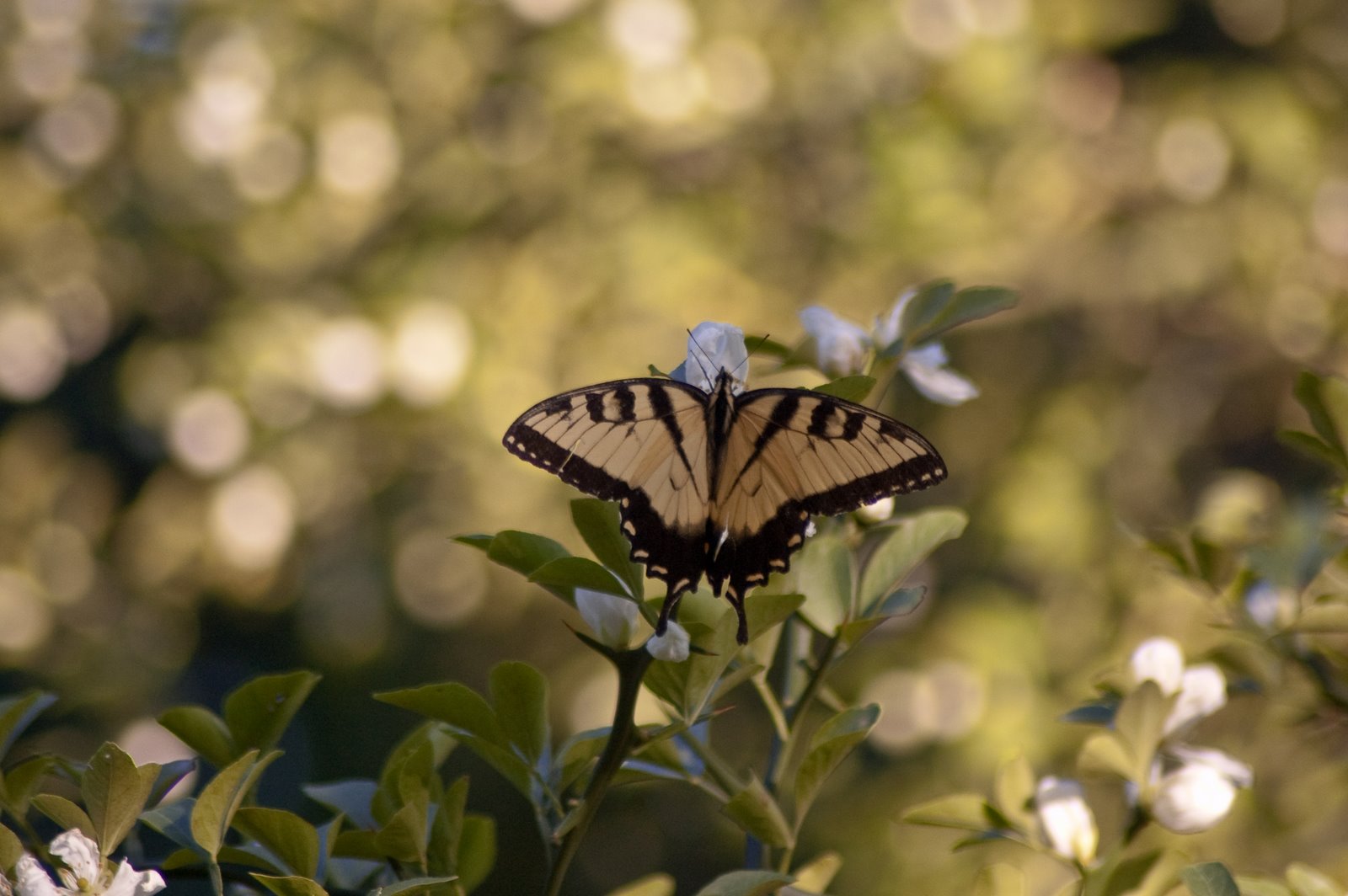 [butterfly.jpg]