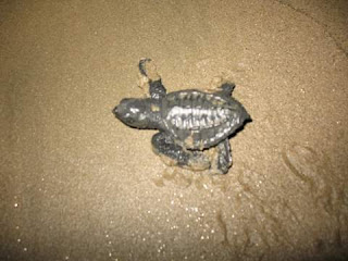 Releasing the little guys, I think this one is Raphael.
