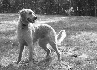 Kobi in black and white, what a hound!