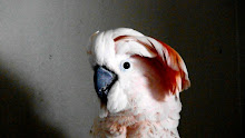 My Moluccan Cockatoo