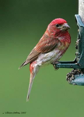 purple finch flying