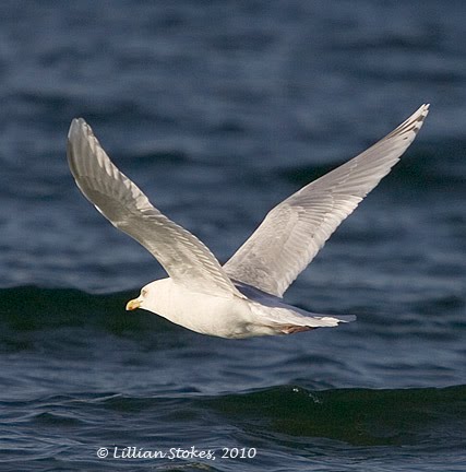 [Iceland+Gull©LillianStokes.jpg]