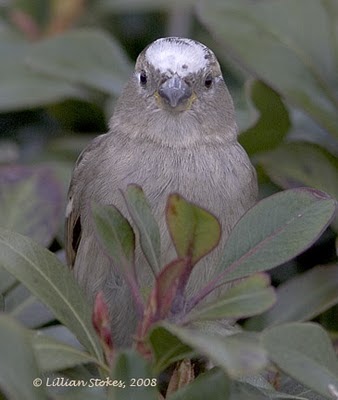 stokes birding blog white headed junco speckled robin stokes birding blog white headed junco speckled robin