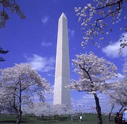 [Washinton+Monument+in+Spring.bmp]