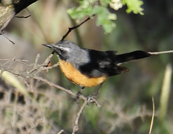 [White+throated+Robin+5560.jpg]